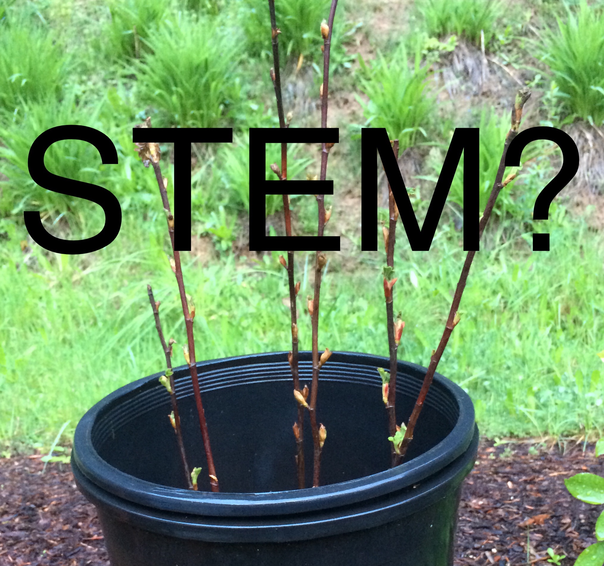 STEM?