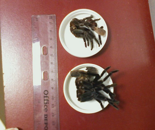 Charlotte's molts 11-26-08 and 1-29-09